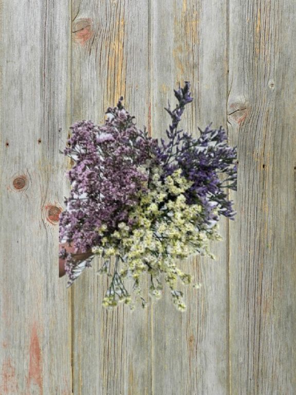 LIMONIUM 3 ASSSORTED COLORS